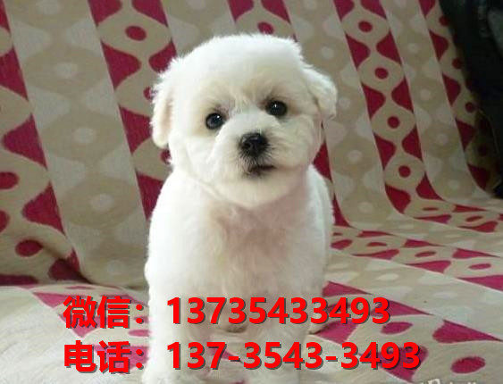 青岛宠物狗狗出售纯种比熊犬幼犬 哪里有正宗比熊犬领养 卖狗买狗地方在哪