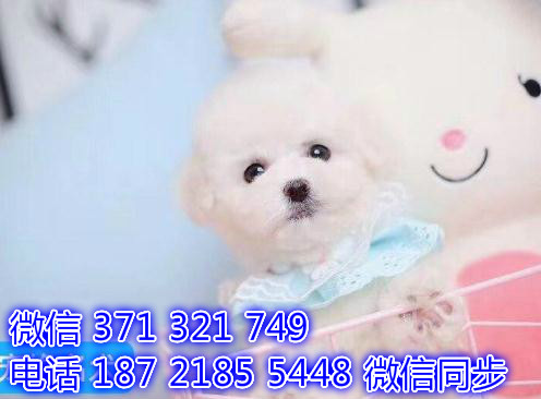 深圳宠物狗狗茶杯比熊出售幼犬 全国可以发货创