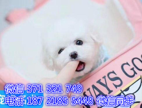 深圳宠物狗狗茶杯比熊出售幼犬 全国可以发货