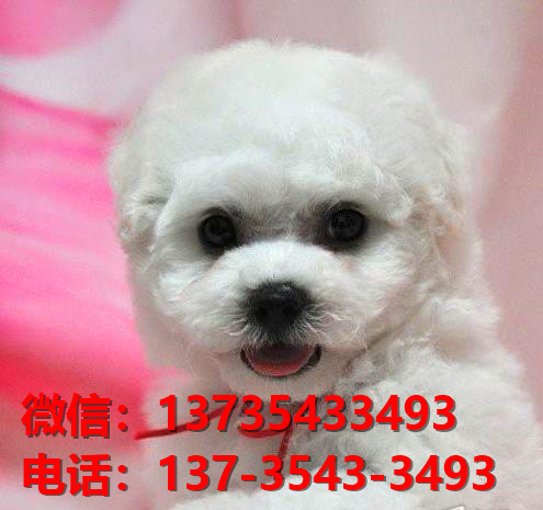 厦门宠物狗狗出售纯种比熊犬幼犬 哪里有正宗比熊犬领养 卖狗买狗地方在哪