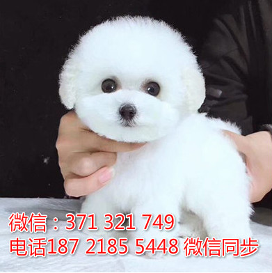 全国特惠比熊纯种幼犬 支持上门 支持空运汽运 包健康刑