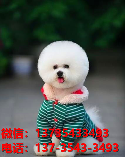 厦门宠物狗狗出售纯种比熊犬幼犬 哪里有正宗比熊犬领养 卖狗买狗地方在哪