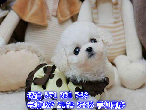 比熊幼犬出售纯种 狗场直销宠物 哪里有宠物狗狗难