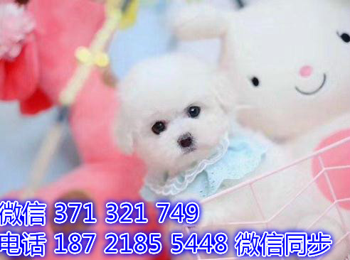 宠物狗狗博美幼犬 全国可以发货 犬舍繁殖队