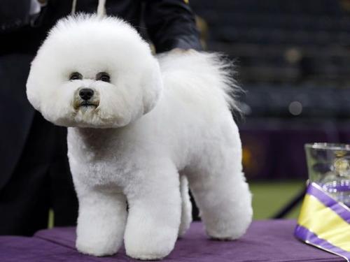 泸州哪里买狗好 泸州哪里有养犬基地 大型犬舍