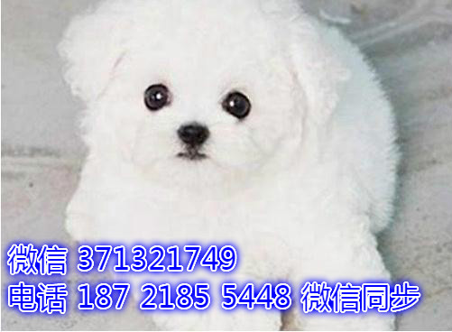 特价比熊出售纯种幼犬 专业繁殖专业发货 可上门看酝