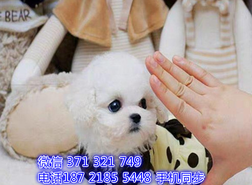 比熊幼犬出售纯种 狗场直销宠物 哪里有宠物狗狗伤