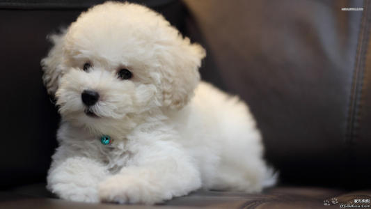 楚雄哪里买狗好楚雄宠物市场宠物哪里卖纯种比