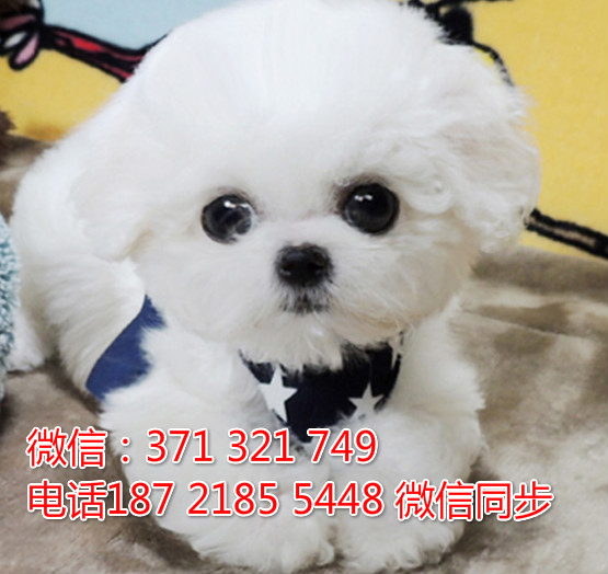 全国特惠比熊纯种幼犬 支持上门 支持空运汽运 包健康靖