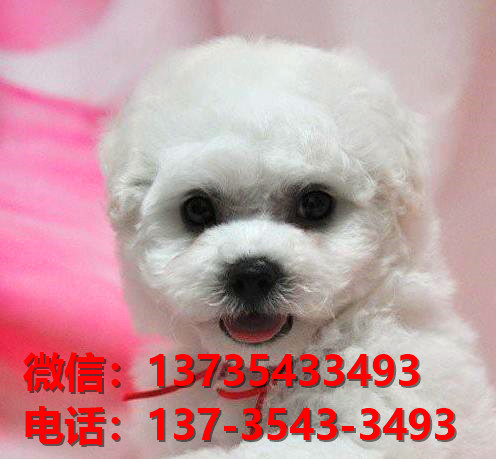 重庆宠物狗狗出售纯种比熊犬幼犬 哪里有正宗