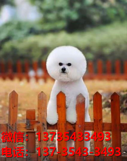 山东宠物狗狗犬舍出售纯种健康比熊犬哪里有狗