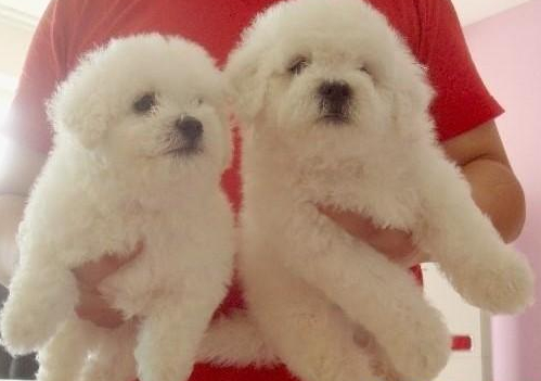 玉溪买比熊 华宁县买比熊 云南犬舍出售小比熊