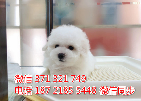 犬舍比熊纯种幼犬出售 茶杯比熊犬舍狗场宠物狗幕