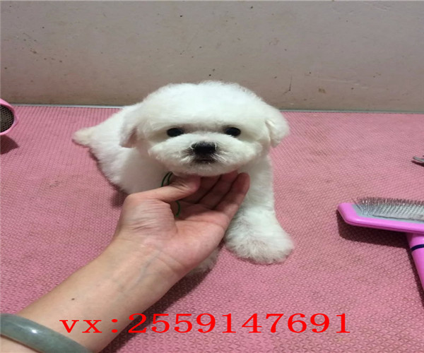 珠海哪里卖比熊犬 珠海比熊多少钱 珠海哪里的