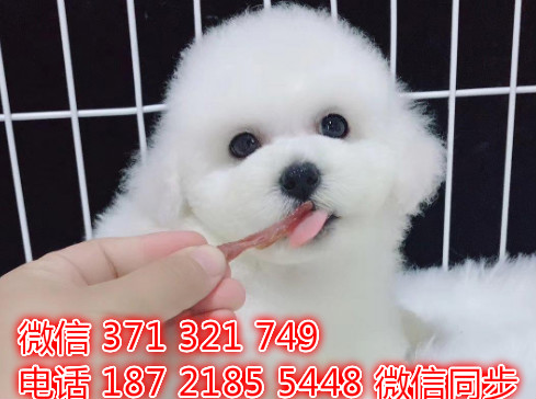 比熊宠物买卖 宠物市场 宠物狗狗图片宠物网阎