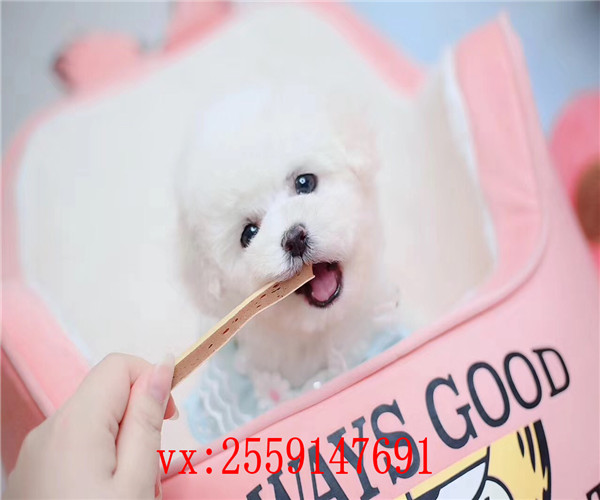 珠海哪里卖比熊犬 珠海比熊多少钱 珠海哪里的比熊价格便宜 珠海比熊怎么卖的 珠海比熊出售