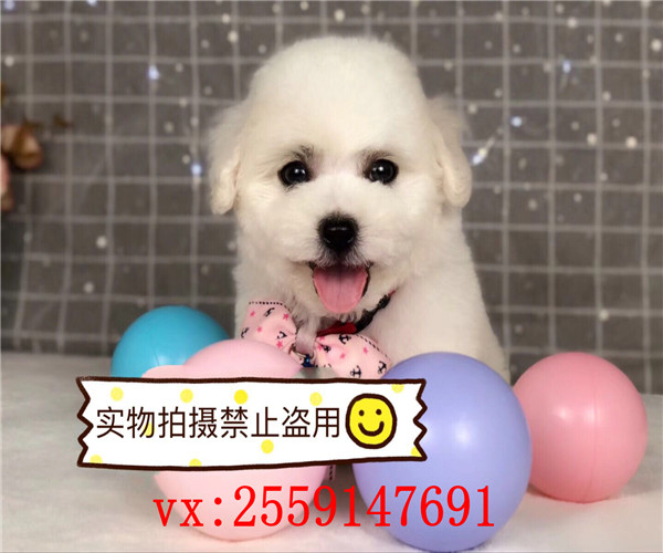 珠海哪里卖比熊犬 珠海比熊多少钱 珠海哪里的比熊价格便宜 珠海比熊怎么卖的 珠海比熊出售