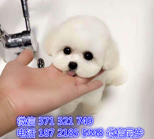 犬舍直销，哪里有宠物比熊，精品小型中型大型犬狗狗谇