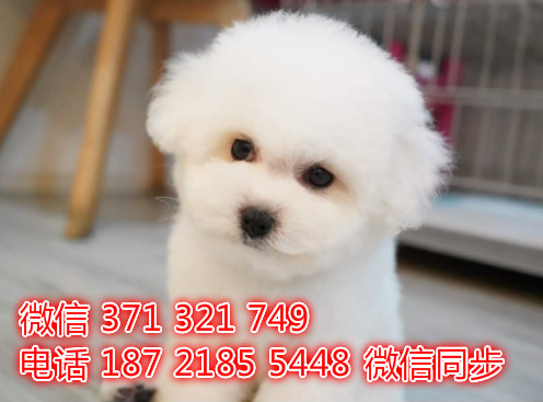 比熊宠物买卖 宠物市场 宠物狗狗图片宠物网截