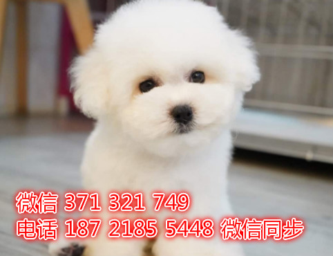 比熊宠物买卖 宠物市场 宠物狗狗图片宠物网巫