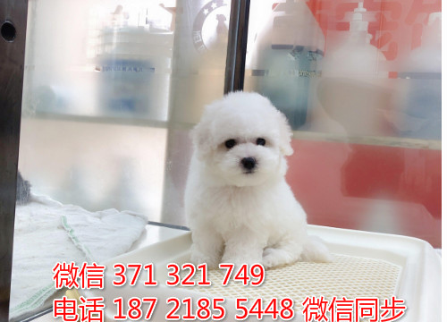 犬舍比熊纯种幼犬出售 茶杯比熊犬舍狗场宠物狗蔷