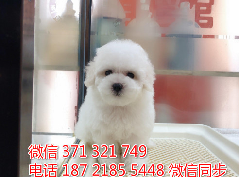 宠物市场 哪里有宠物比熊，精品小型中型大型犬