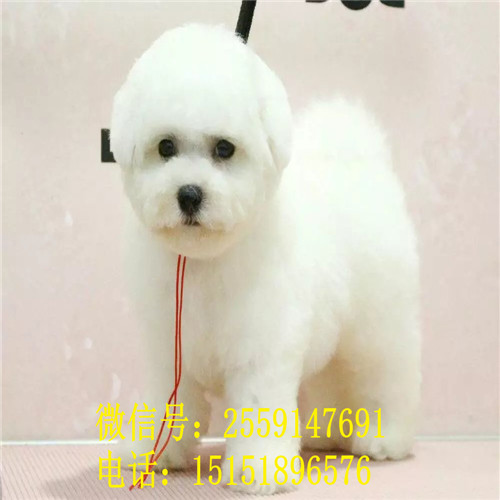 重庆比熊多少钱 小体比熊怎么卖 重庆比熊价格