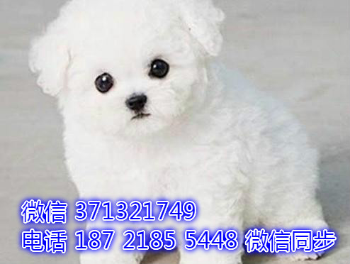 比熊出售 宠物狗狗  宠物市场 狗狗图片 买卖
