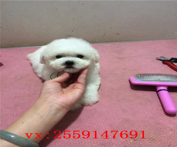 珠海哪里卖比熊犬 珠海比熊多少钱 珠海哪里的比熊价格便宜 珠海比熊怎么卖的 珠海比熊出售