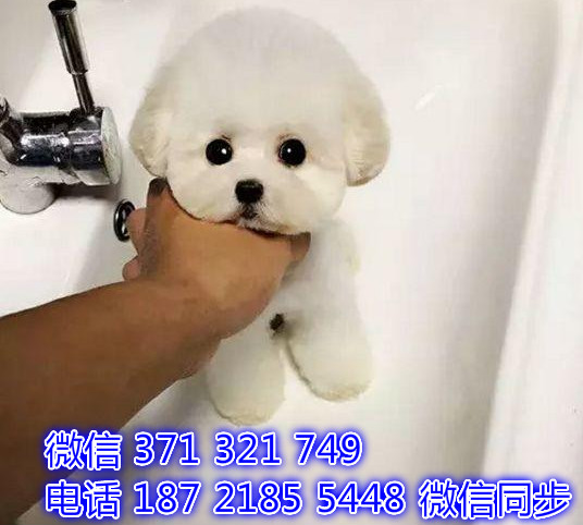 犬舍直销，哪里有宠物比熊，精品小型中型大型犬狗狗匾