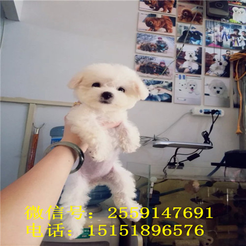 九江纯种比熊怎么卖的 九江小体比熊多少钱 九