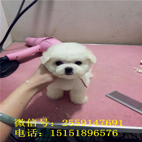  西安比熊多少钱 小体比熊怎么卖 西安比熊价