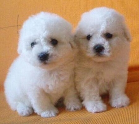 ?？诼蛐”刃芎？诼虺栉锕?犬场可爱比熊犬出