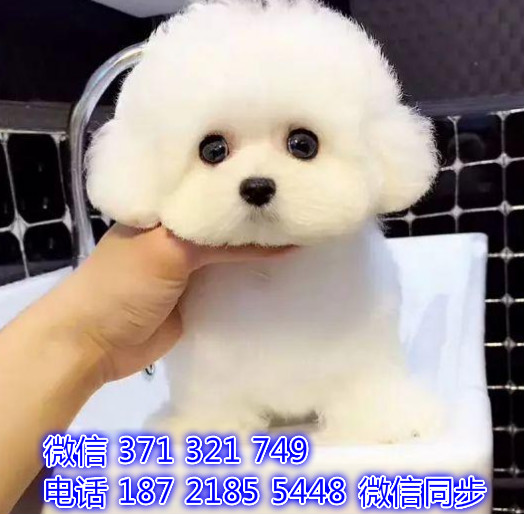 犬舍直销，哪里有宠物比熊，精品小型中型大型犬狗
