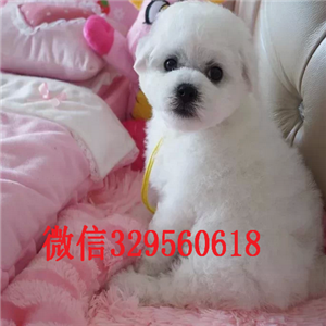   上海哪里有三个月大的比熊比熊多少钱一只纯种比熊价格多少赛级比熊犬 比熊幼犬