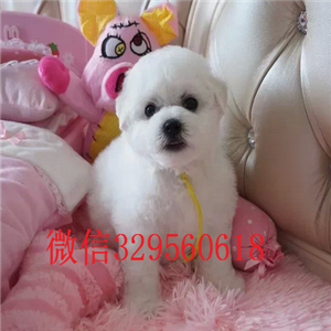   上海哪里有三个月大的比熊比熊多少钱一只纯