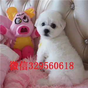   上海哪里有三个月大的比熊比熊多少钱一只纯种比熊价格多少赛级比熊犬 比熊幼犬