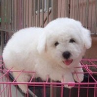 红河州红河县卖狗狗场常年卖比熊犬