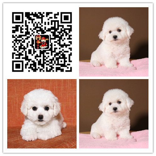 上海出售比熊 宠物狗狗 宠物市场 狗狗图片 买