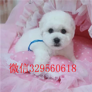  盘锦哪里有三个月大的比熊茶杯体比熊长不大的比熊犬赛级比熊犬 比熊幼犬