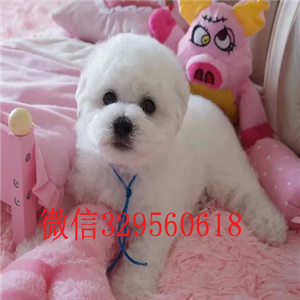  莆田哪里卖比熊比熊哪里有卖好看的比熊幼犬