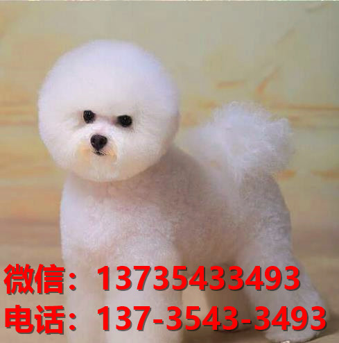 临汾宠物狗狗犬舍出售纯种比熊犬幼犬卖狗买狗