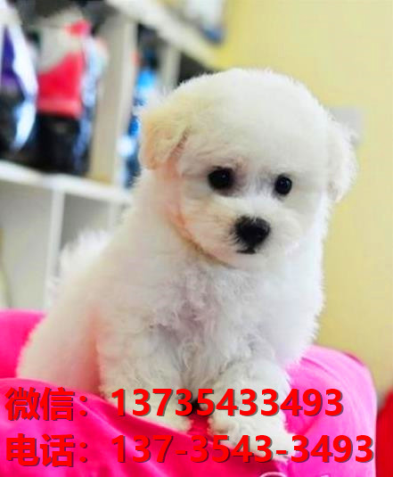 朔州宠物狗狗犬舍出售纯种比熊犬卖狗买狗地方有狗场