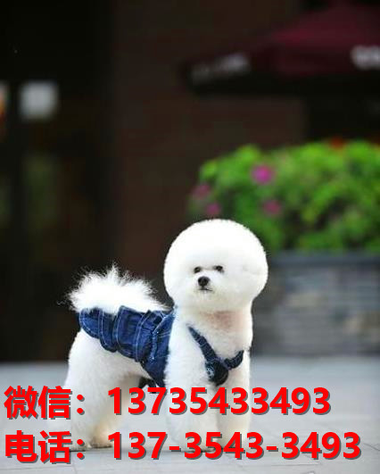 朔州宠物狗狗犬舍出售纯种比熊犬卖狗买狗地方