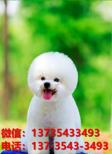 太原宠物狗犬舍出售纯种比熊犬卖狗买狗地方哪