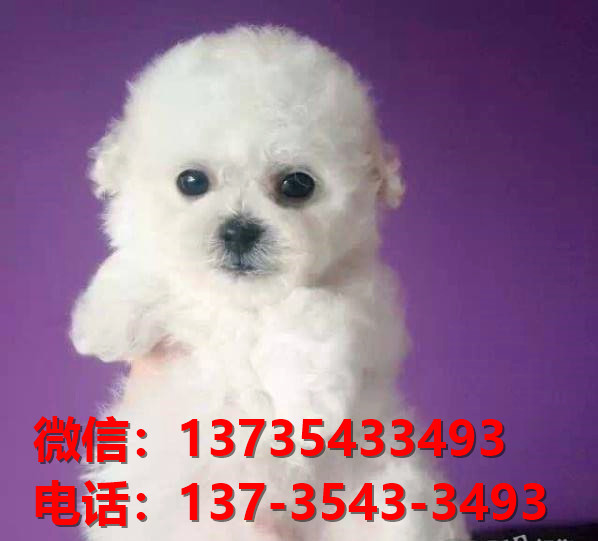 镇江宠物狗狗犬舍出售纯种比熊犬幼犬卖狗地方