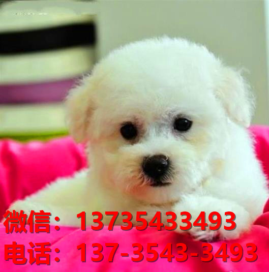 盐城宠物狗狗犬舍出售纯种比熊幼犬卖狗买狗地