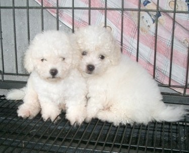 文山买比熊 砚山县买比熊 狗场小比熊出售