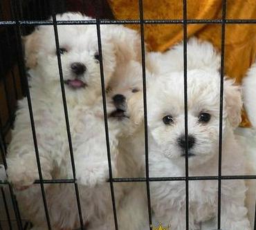 楚雄牟定比熊犬多少钱一只狗场比熊犬专卖包品