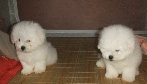 云南怒江买比熊请进 狗场可爱小比熊出售